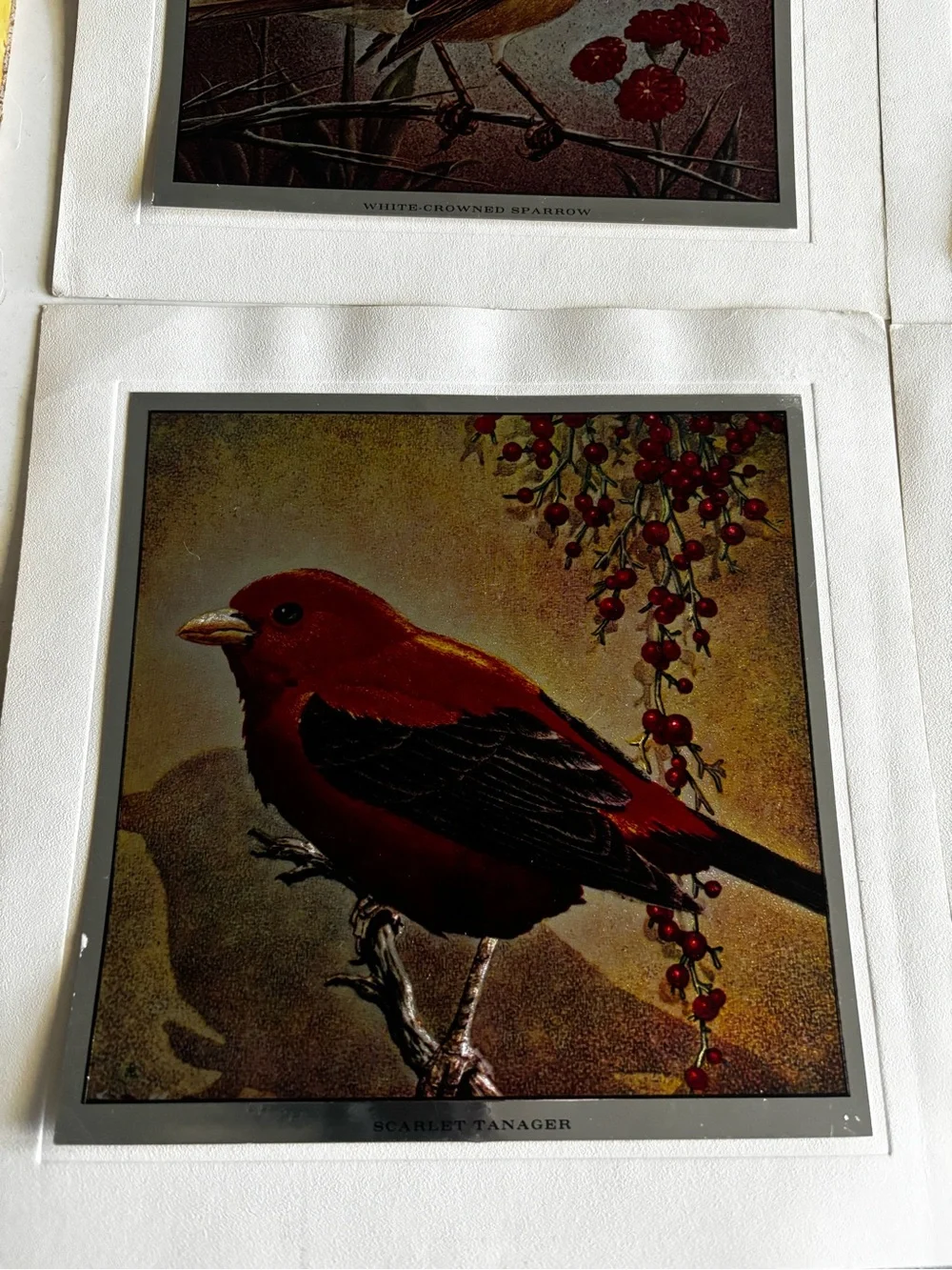 Set of 4 Metallic Prints of Birds Mounted on Backing - 7